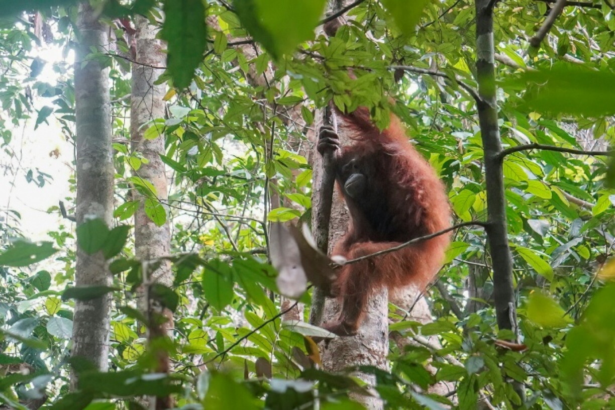 Once widespread across Southeast Asia, orangutans are now critically endangered