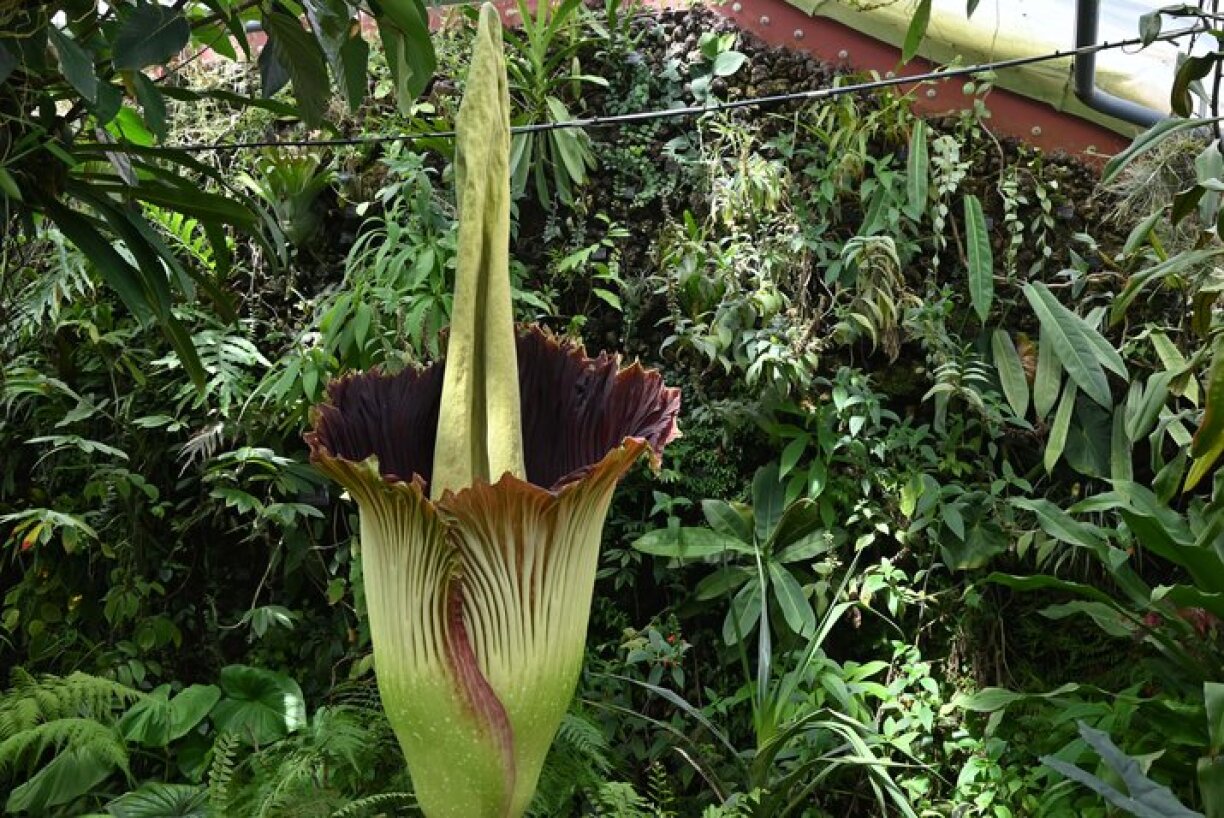 The flower photographed at around 3.30pm on Tuesday.