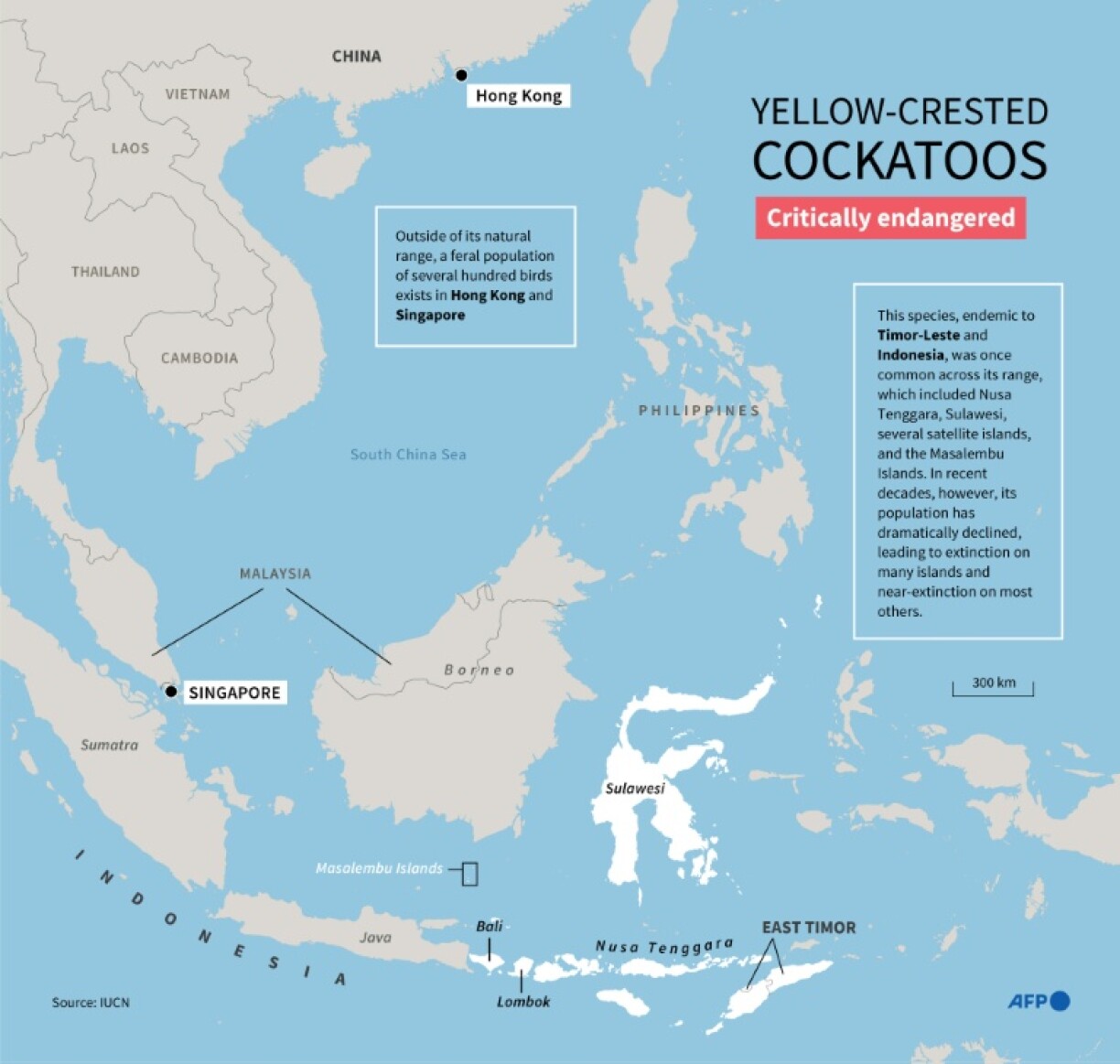 Inforgraphic map showing the habitat of the critically endangered yellow-crested cockatoos