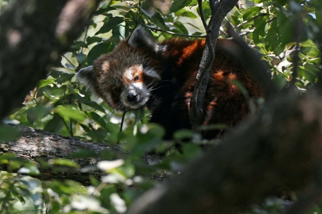 Red pandas are sought-after as exotic pets, while their copper-coloured hides are prized for their supposed medicinal qualities and aesthetic value