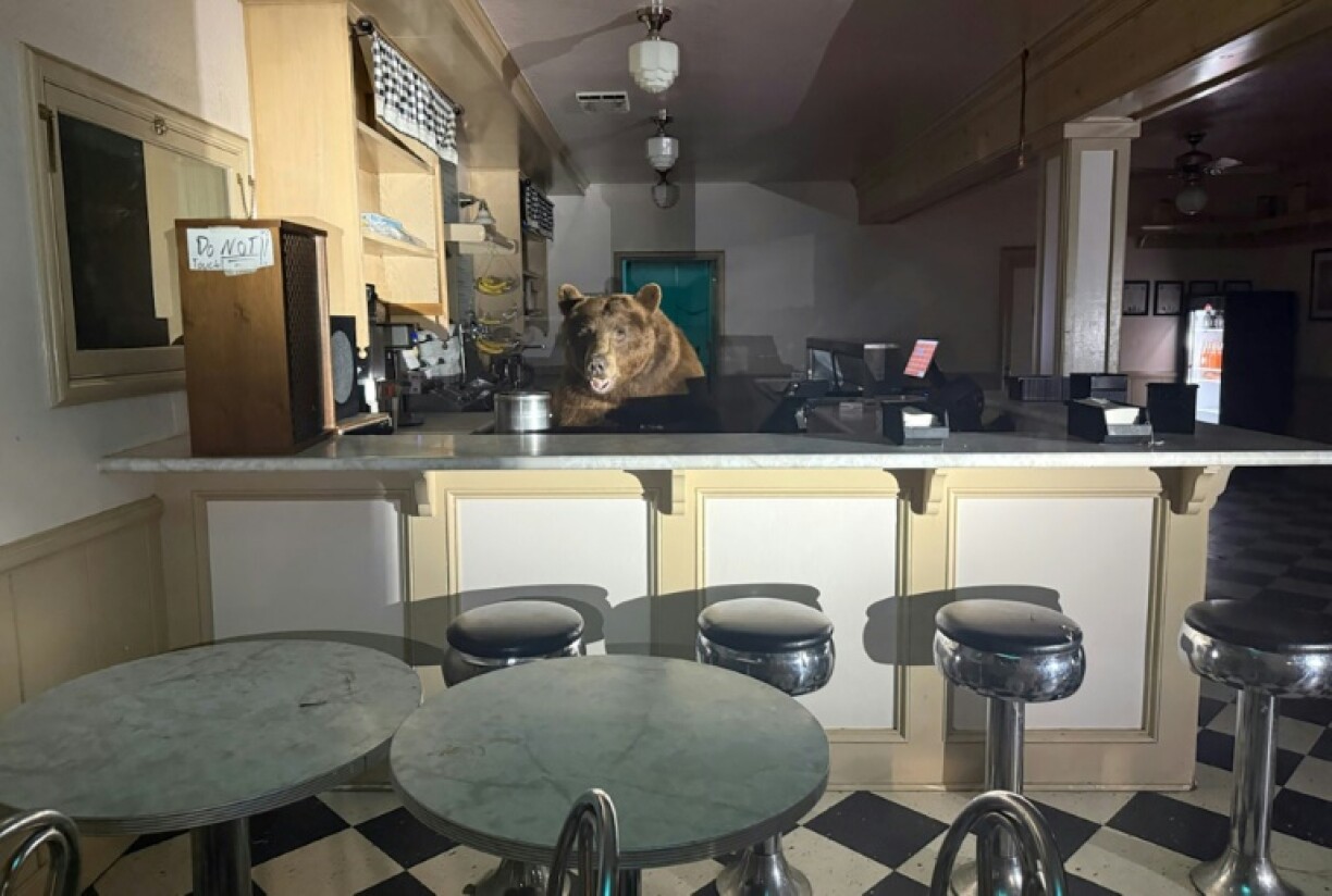 A curious bear on the hunt for something sweet found itself behind the counter of a California ice cream shop