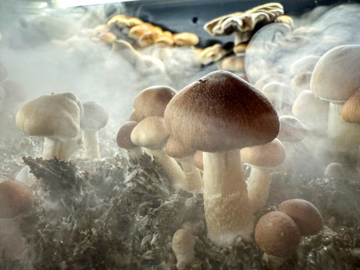 Psilocybin is a naturally occurring psychedelic compound found in some species of mushroom and can cause hallucinations and an altered state of mind