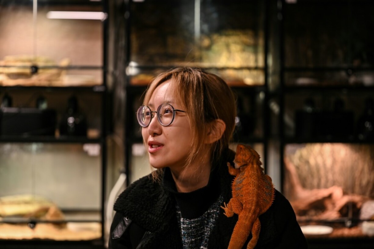 Un dragon barbu (Pogona) sur l'épaule d'une cliente dans un café pour reptiles à Shanghai, le 26 février 2021