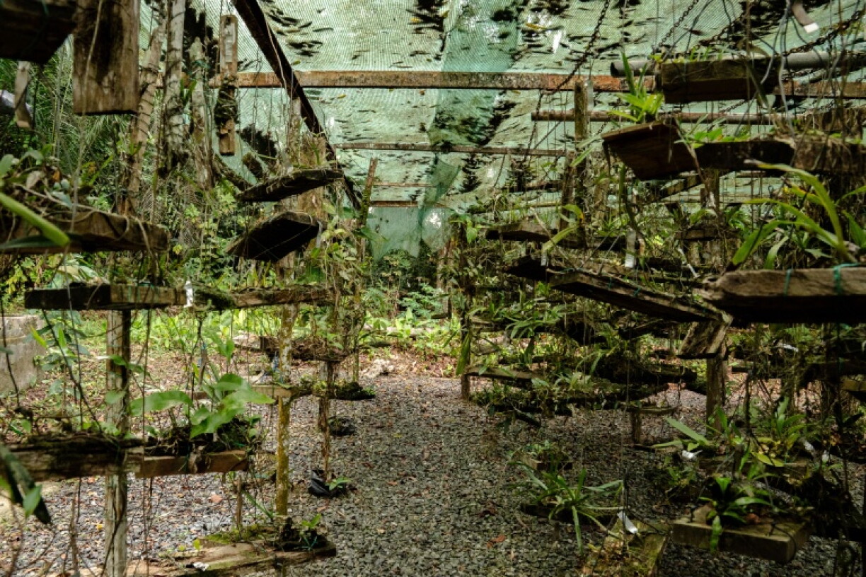 The Sibang botanical garden acts a museum for Gabon's rich plant life