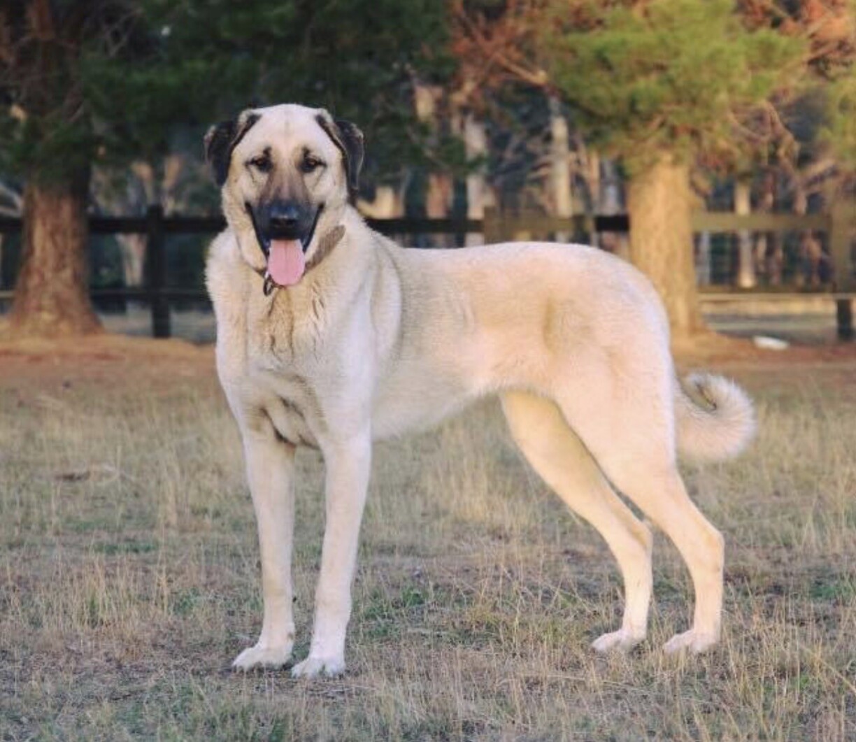 File picture of a Kangal shepherd dog.