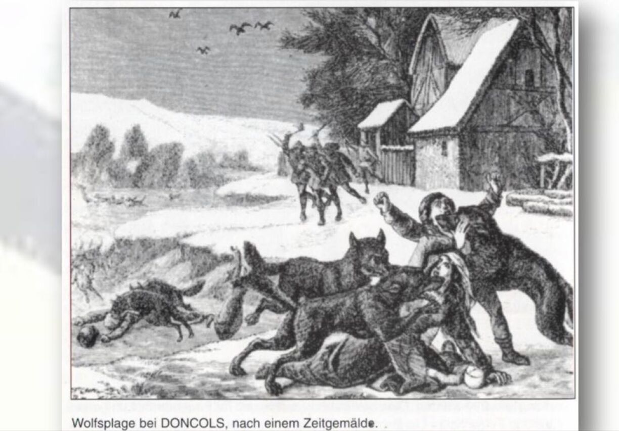 Wolf plague in Doncols.