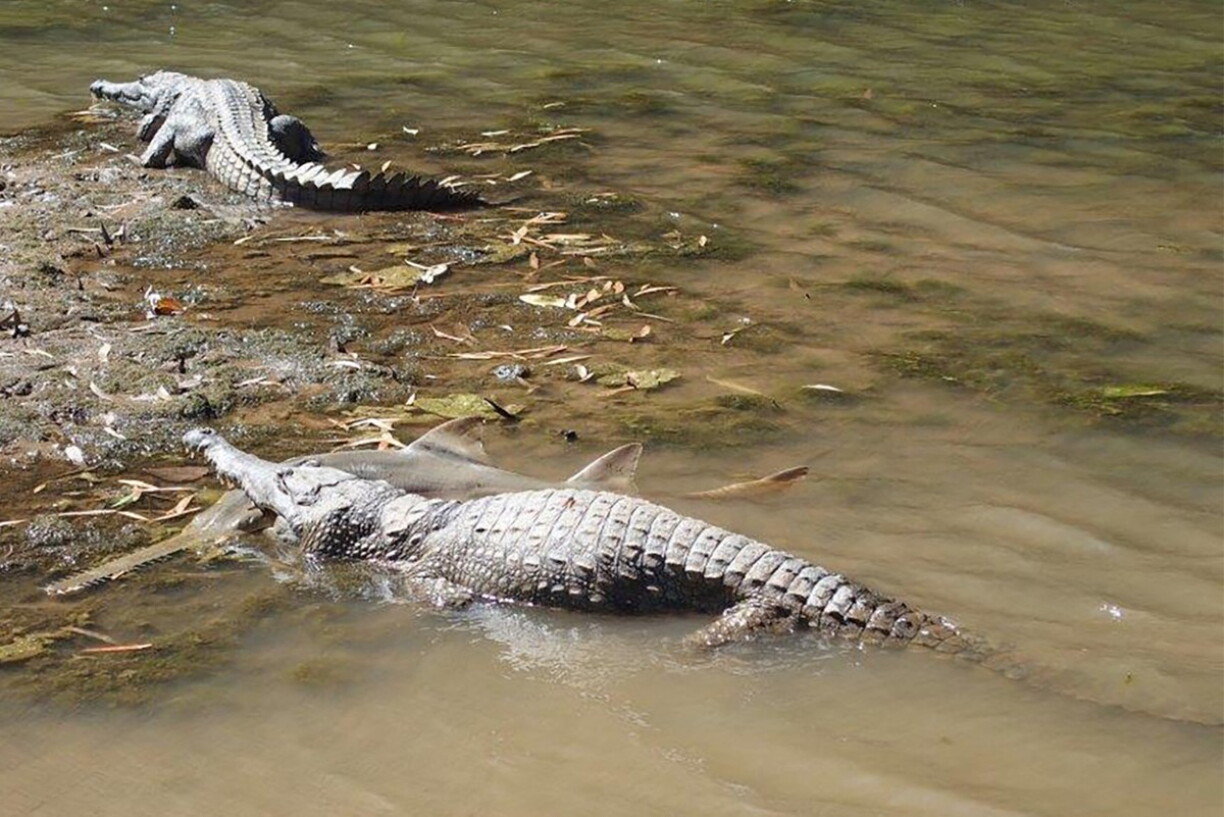 Un crocodile photographié ans le fleuve Fitzroy en Australie.