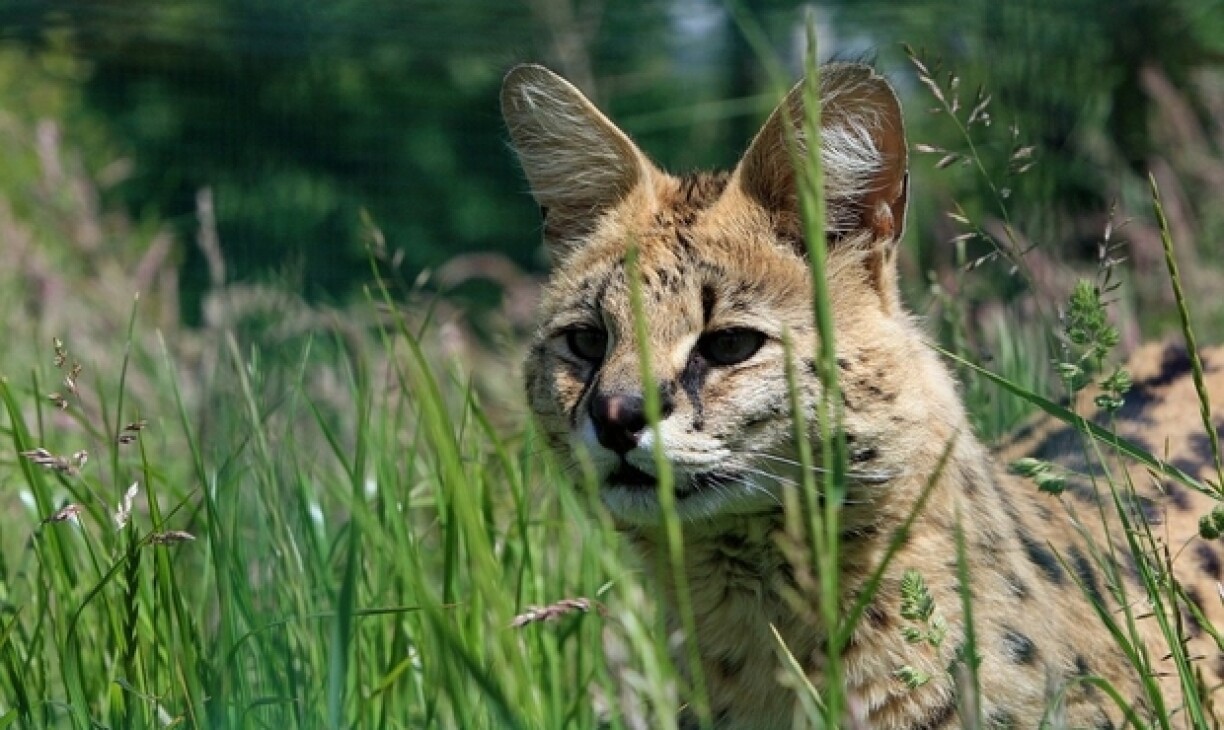 Le serval est un félin africain, particulièrement grand et agile.