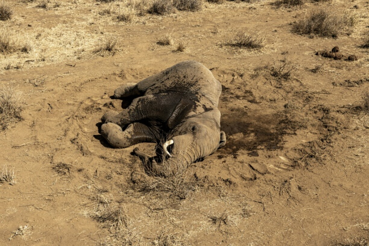 Gengis Khan, jeune éléphant mâle agonise au sol le 12 août 2026 dans la réserve de Kitenden B, près du parc kényan d'Amboseli, victime d'un mal mystérieux qui tue ses congénères