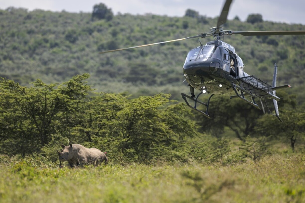 Rhinos are darted from a helicopter but often run for cover