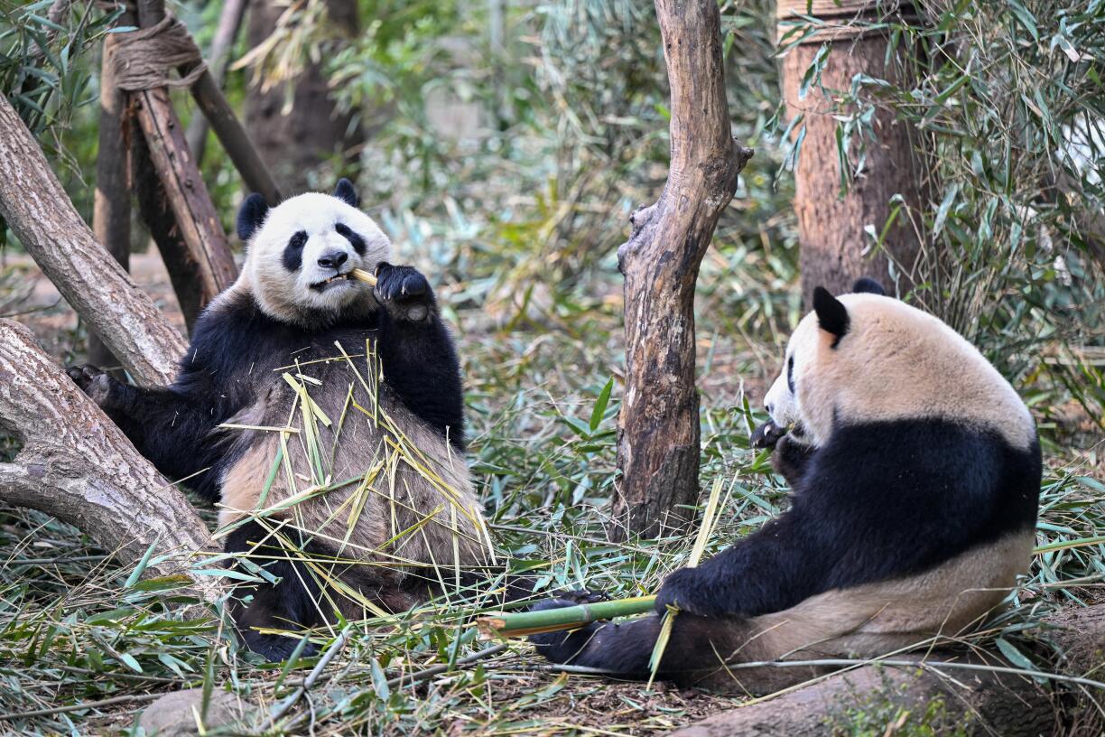 D'Pandabieren Xiao Xiao a Lei Lei