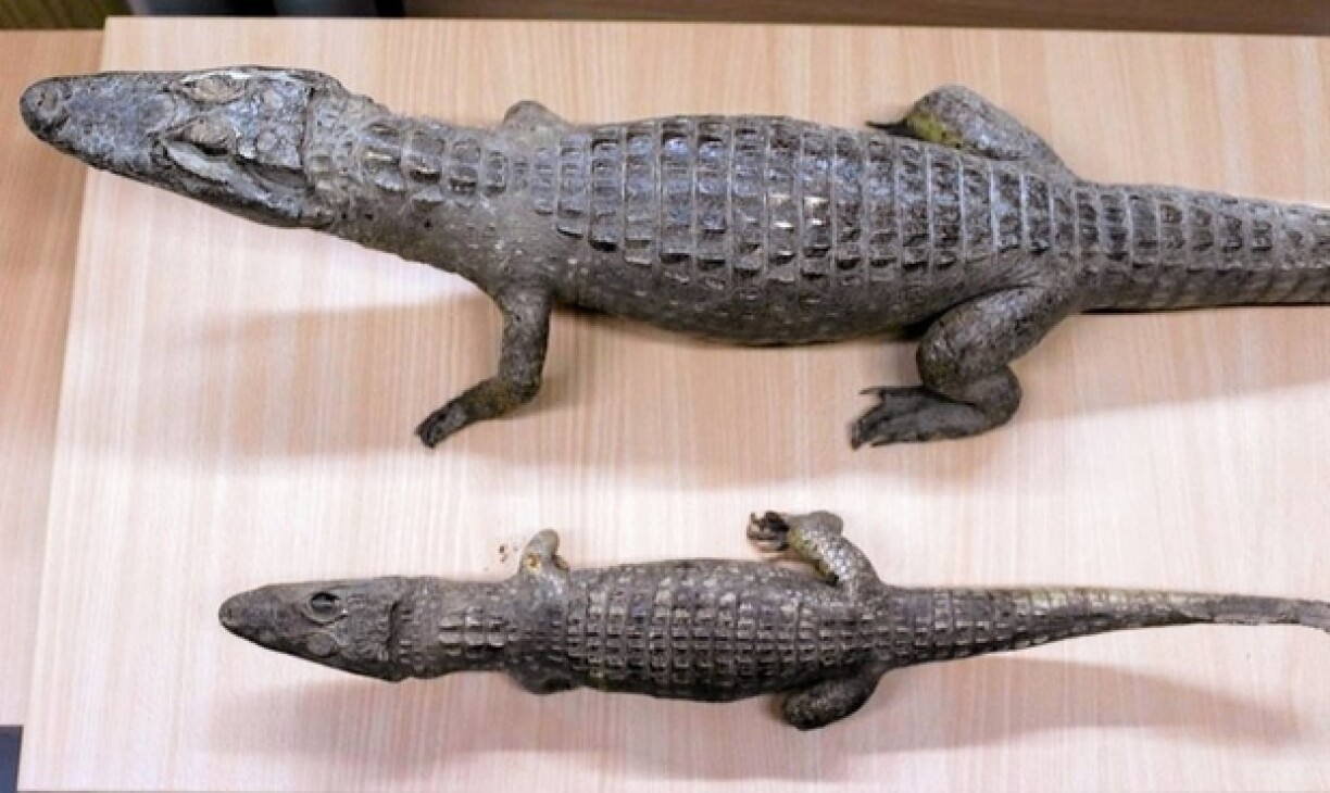 Les officiers de la police de Kusel police ont trouvé deux alligators mesurant entre 40 et 60 centimètres.
