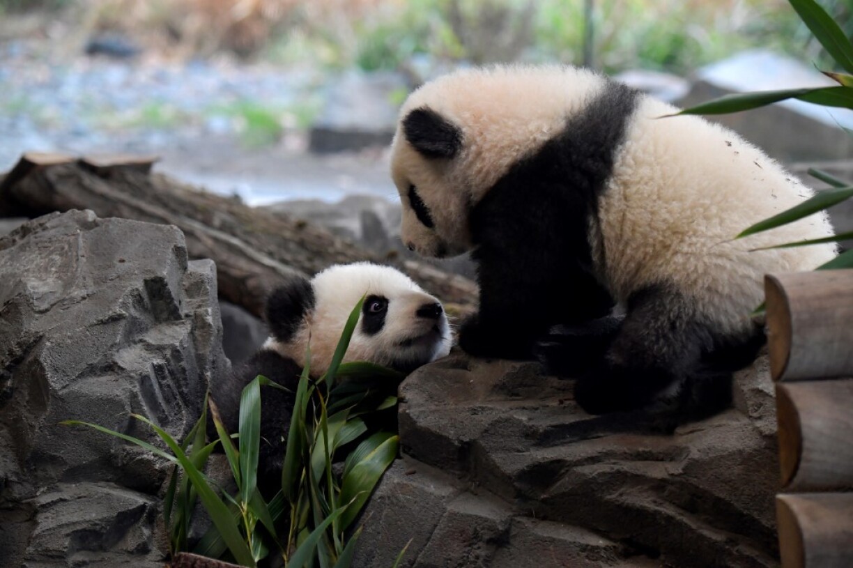 Image d'illustration