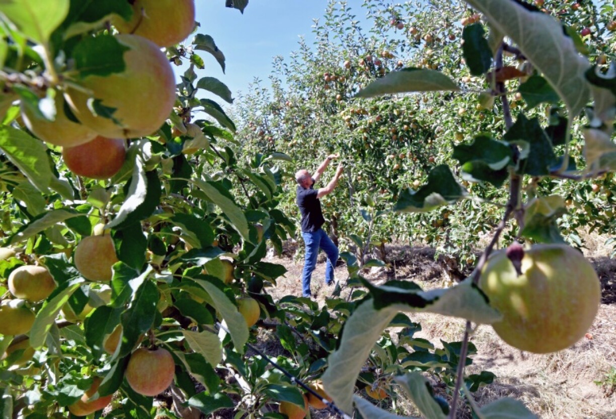 Un arboriculteur travaille dans son verger de pommiers et poiriers à Dampleux, dans l'Aisne, le 8 août 2022
