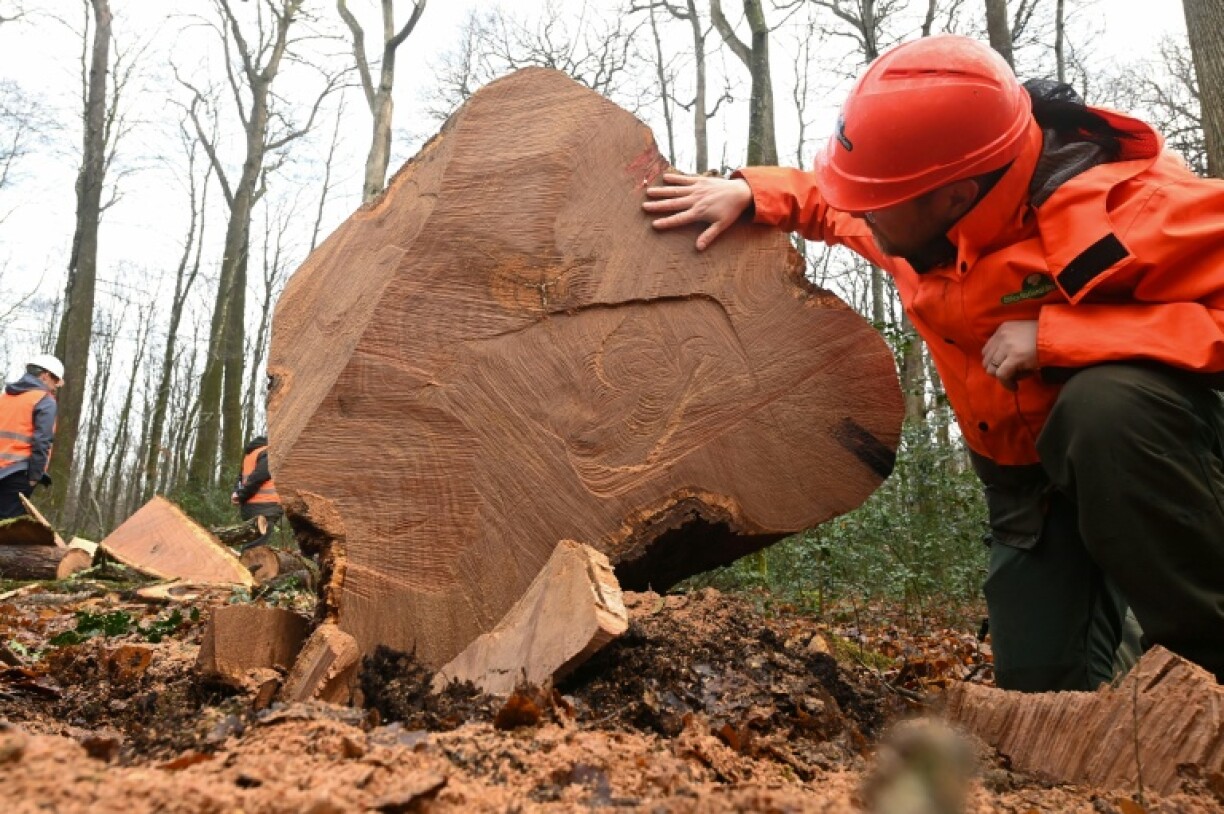 Un agent de l'ONF au côté du chêne abattu à Jupilles dans l'ouest de la France le 30 janvier 2026
