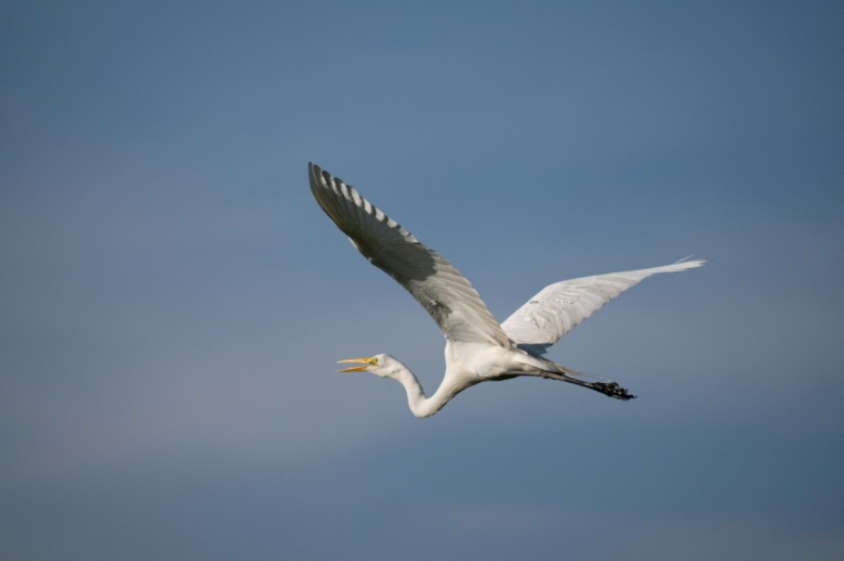 Australian researchers used GPS to follow eight plumed egrets and 10 great egrets over a period of months, after the birds left the Macquarie Marshes in New South Wales