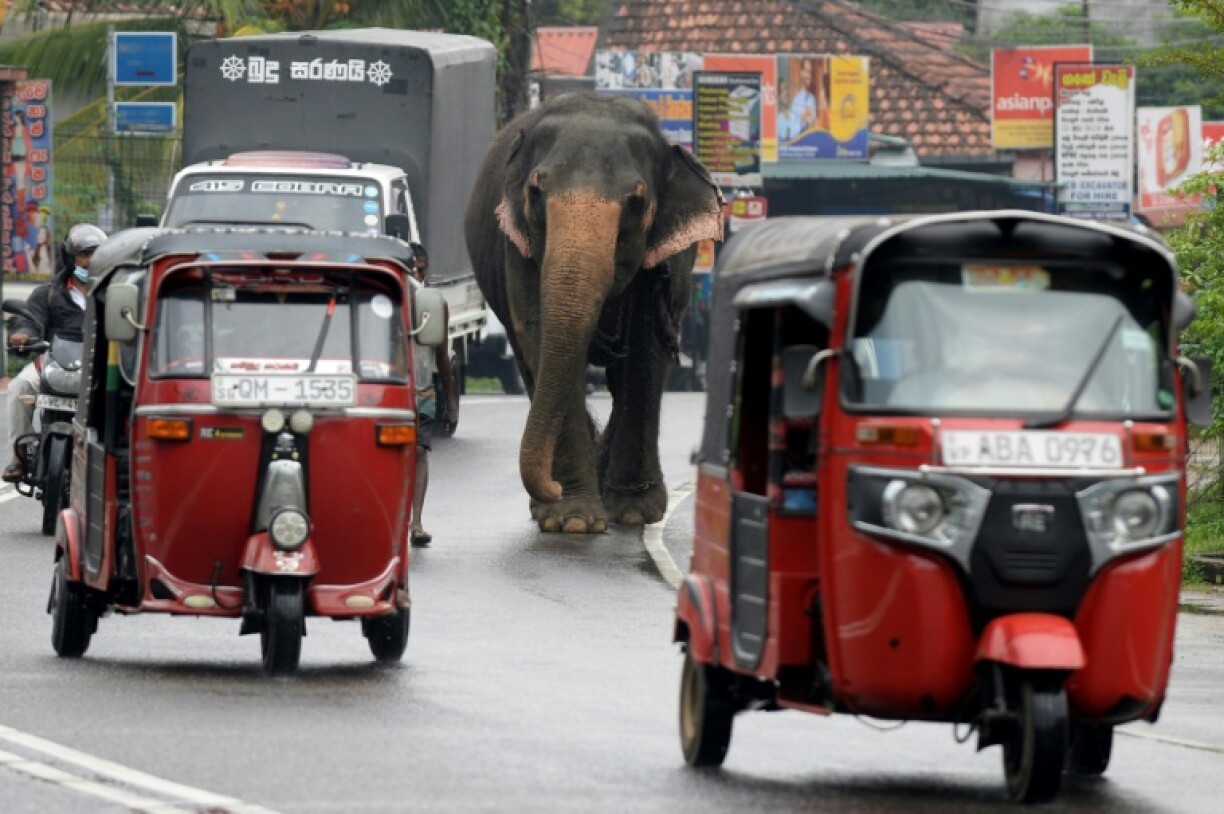 Un cornac marche à côté de son éléphant dans une rue de Horana, une banlieue de la capitale sri-lankaise Colombo, le 23 mars 2021