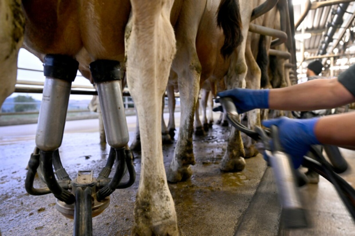 While New Zealand consumers are feeling the dairy price pinch, the overall economy is benefiting as exporters cream off larger profits from sales overseas.