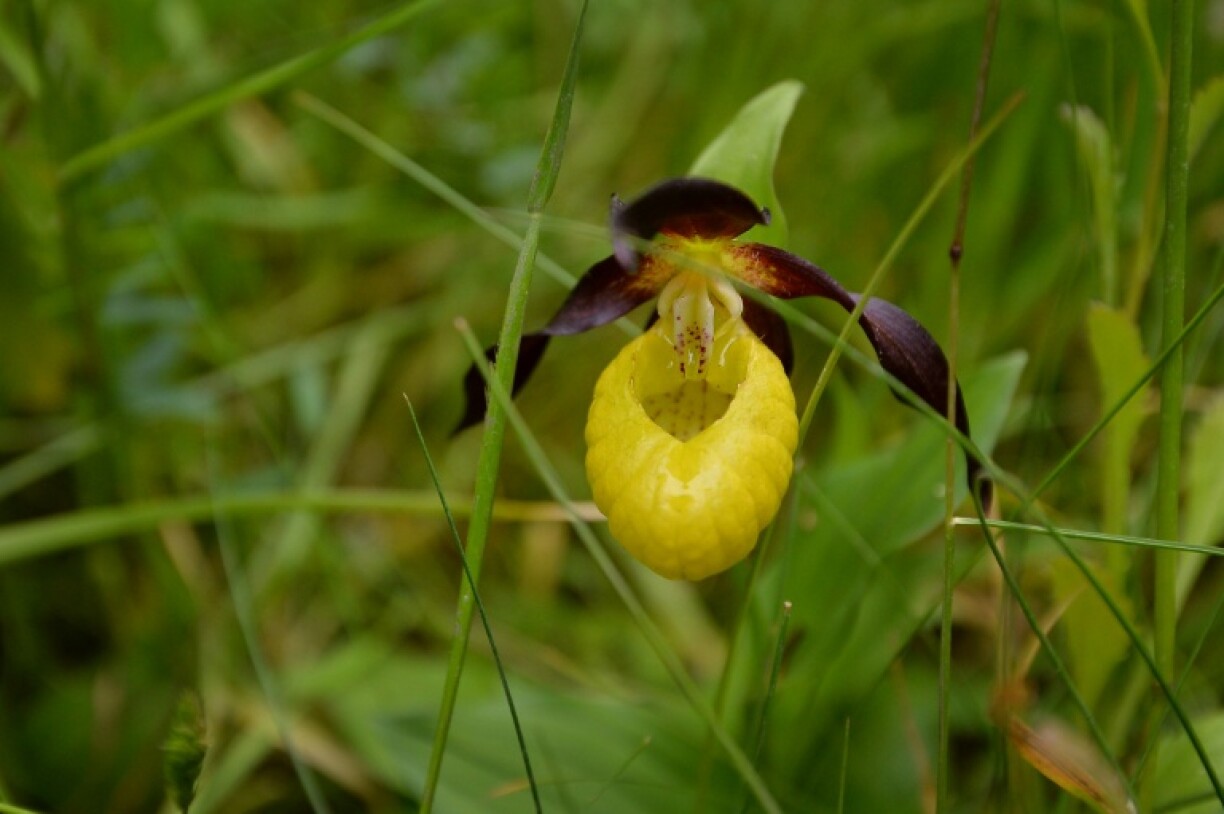 The Lady's Slipper orchid was once thought to be extinct in the UK