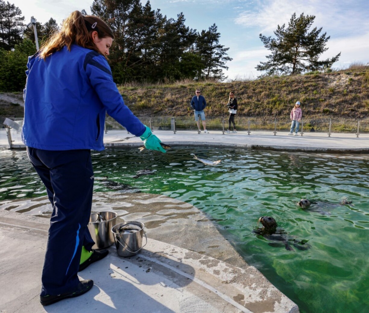 Recently a growing number of adult seals have been washing up on Lithuanian beaches