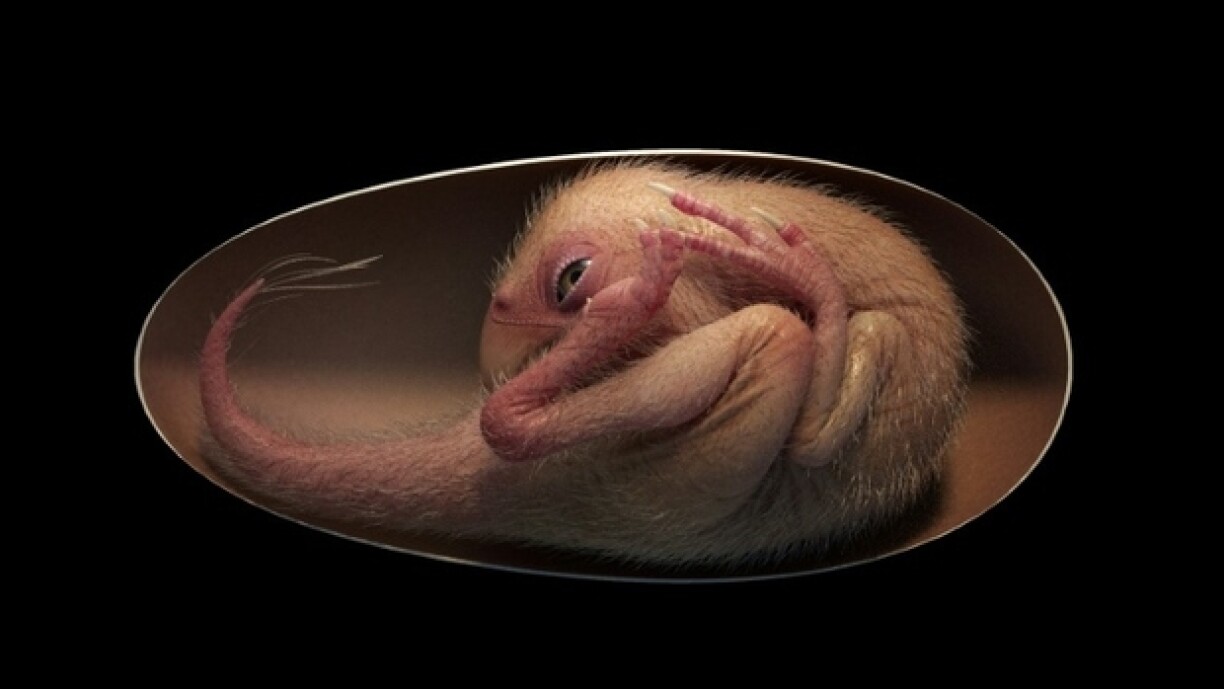 Rekonstruktioun vum Dinosaurier am Ee.