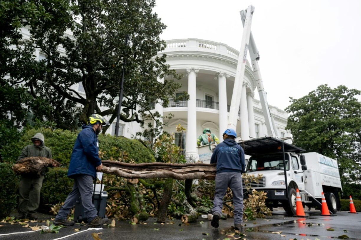 Workers remove a magnolia tree believed to have been planted by former US President Andrew Jackson nearly 200 years ago due to safety concerns, on the South Lawn of the White House in Washington, DC, on April 7, 2025. An enormous tree known as the Jackson Magnolia which has shaded the White House's South Portico for the majority of US presidencies will be taken down this week, Donald Trump said Sunday.