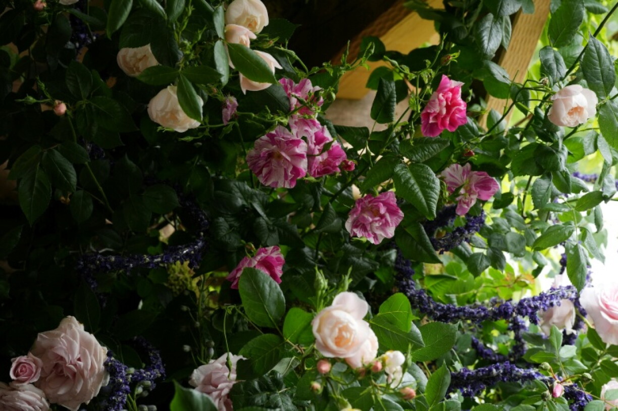Les King's rose au centre, entourées des Sir David Beckham rose, crées par David Austin Roses, au Chelsea Flower Show à Londres le 18 mai 2026