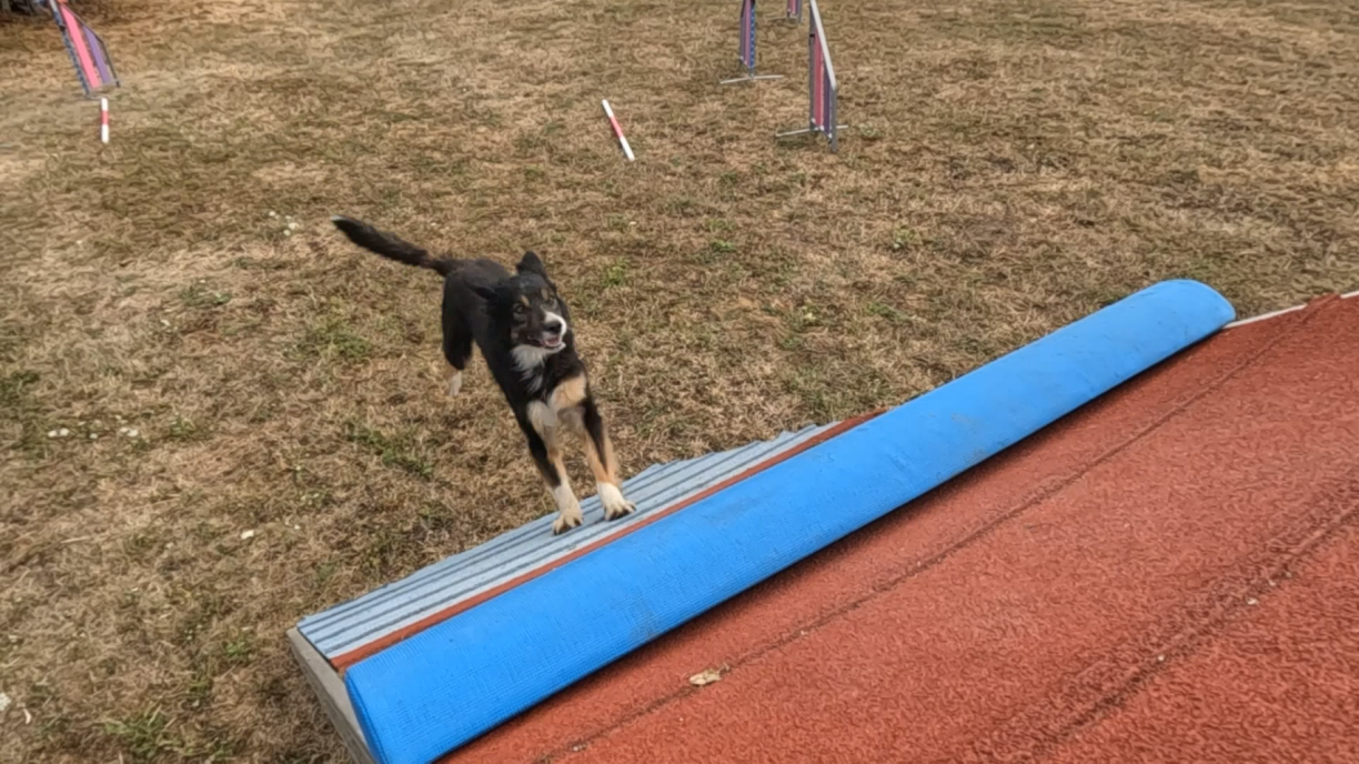 Den Ace beim Agility-Training.