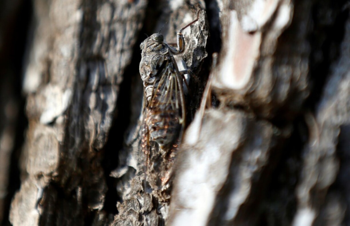 A cicada resting on a tree in Saint-Paul-de-Vence, southeastern France