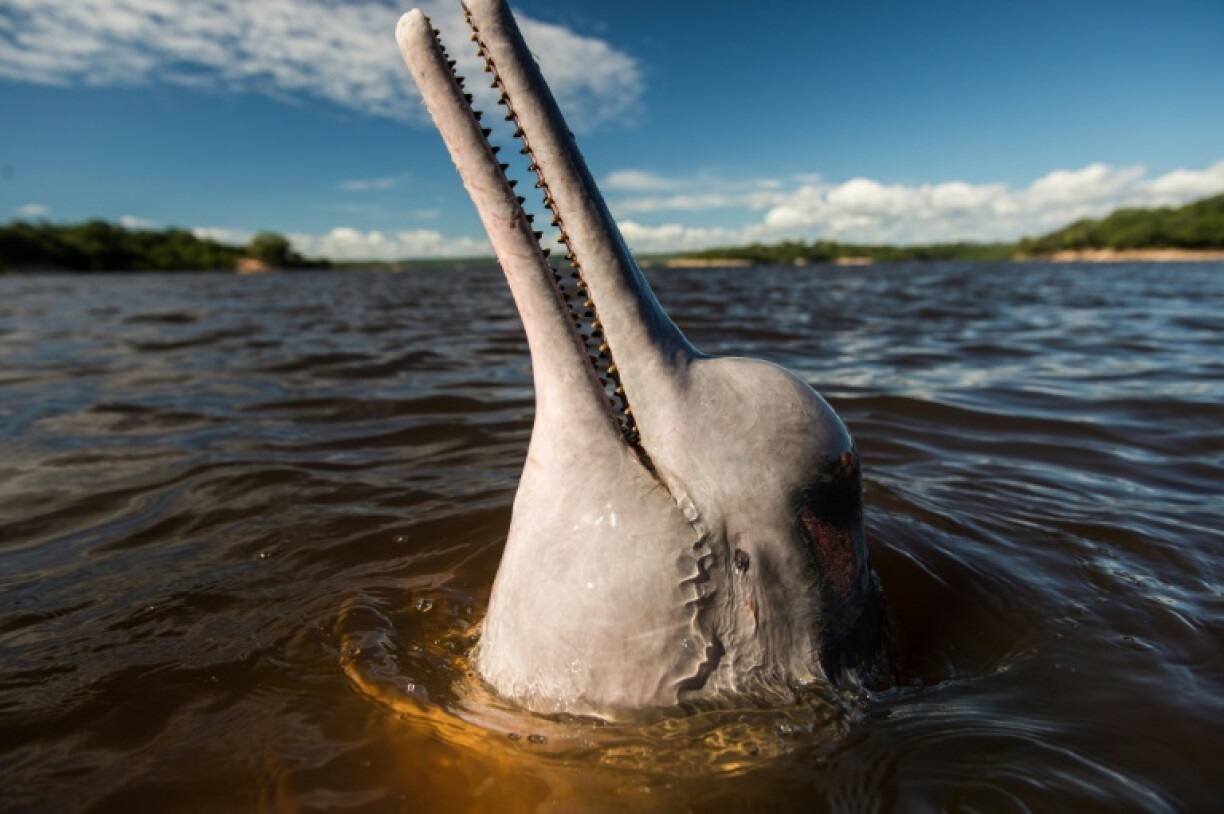 An Amazonian river dolphin. It's not my picture, because phones and kayaks don't mix too well.
