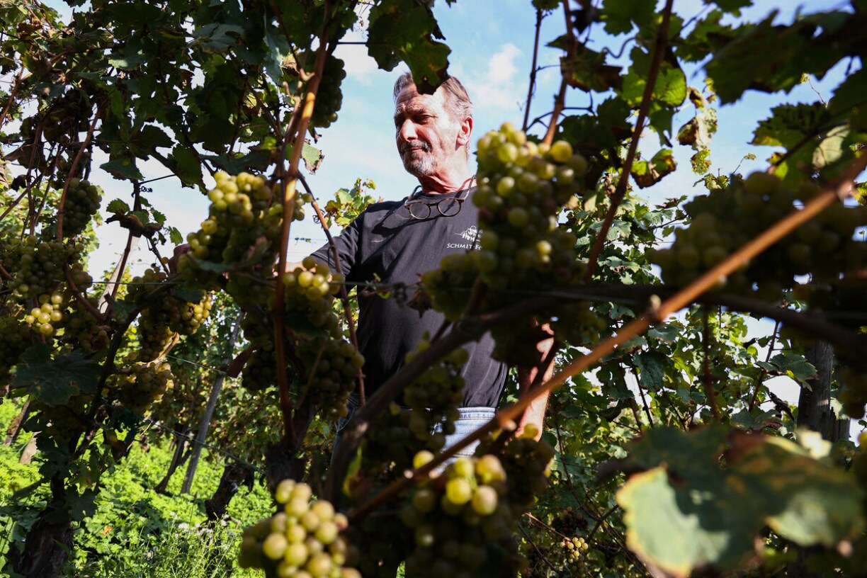 Le vigneron luxembourgeois Armand Schmit.