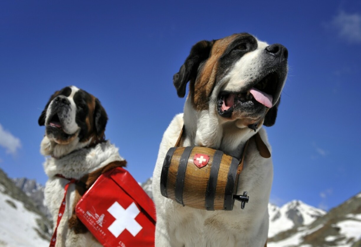 Desite their size, Saint Bernard had no detectable wolf DNA