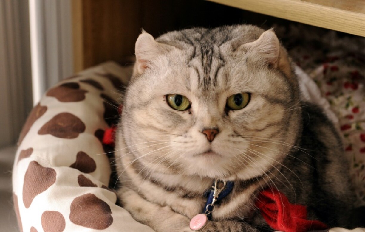 Une application japonaise détectant la douleur des chats pourrait selon ses concepteurs devenir une aide précieuse pour les propriétaires de félins comme pour les vétérinaires