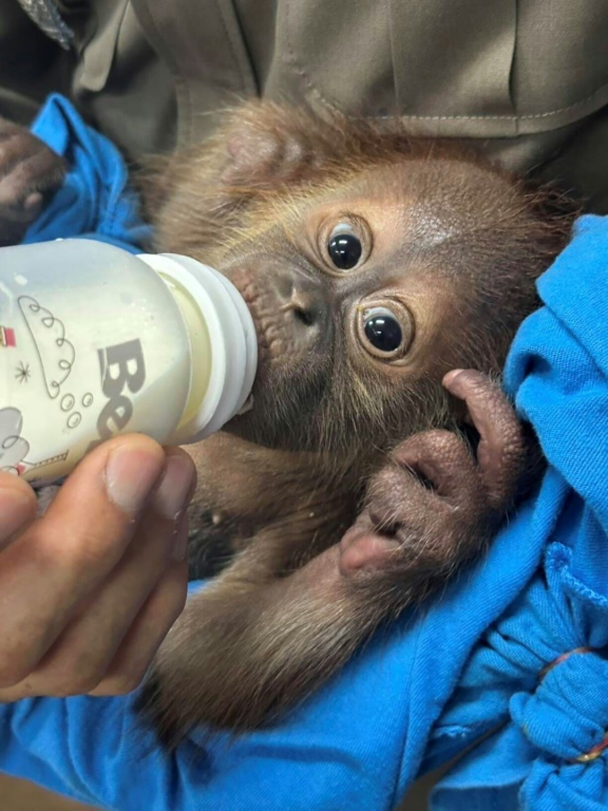 A handout photo by the Central Investigation Bureau of the Royal Thai Police shows a rescued orangutan baby being fed from a drinking bottle