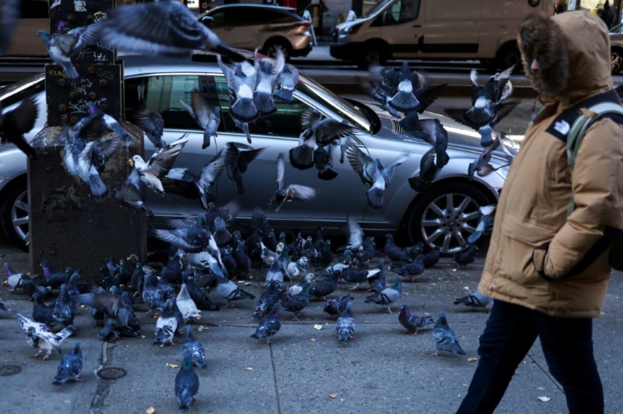 A flock of pigeons takes off as a pedestrian walks on a sidewalk in Brighton Beach, Brooklyn