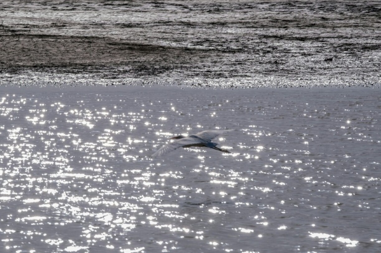 The Colorado River Delta is an important resting ground for migratory birds