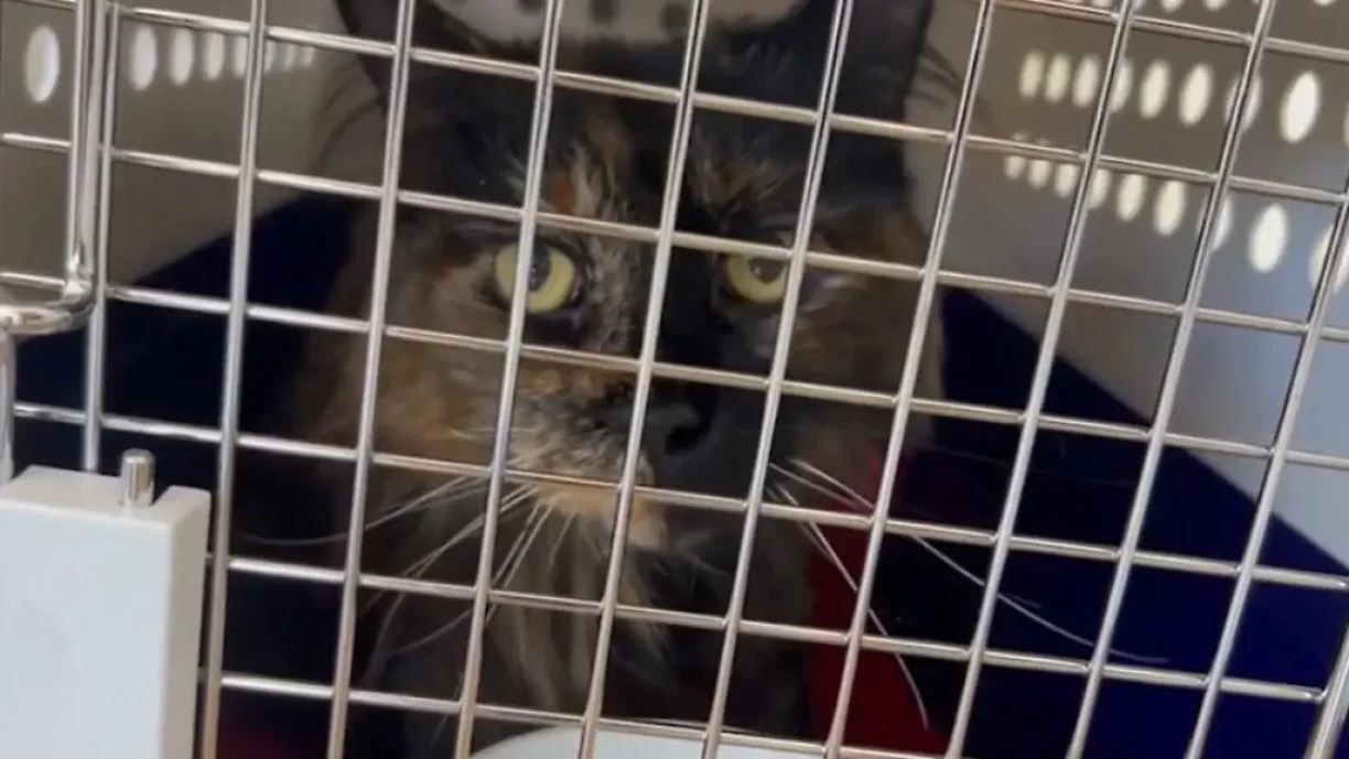 D'Mittens an der Transportbox