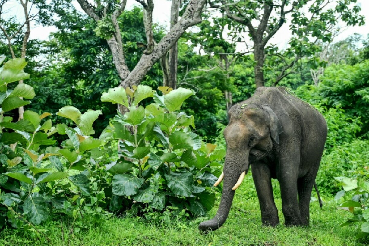 Despite weighing up to six tonnes, an Asian elephant can cover several hundred metres in just 30 seconds