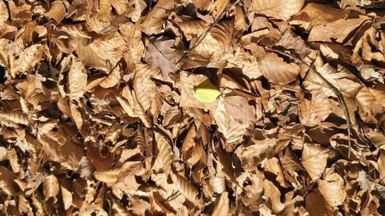 Can you spot the butterfly? Photo taken 20/2/21 in Rollingen.