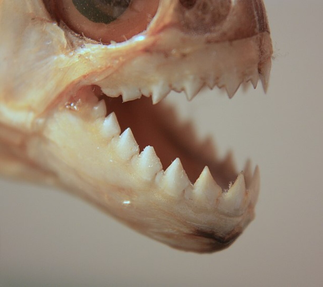 They're nasty little things, piranhas.