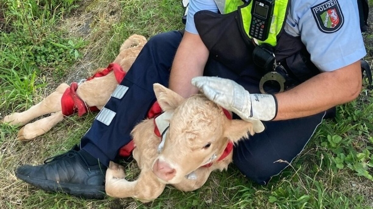 D'Kallef konnt bei der A44 agefaange ginn.