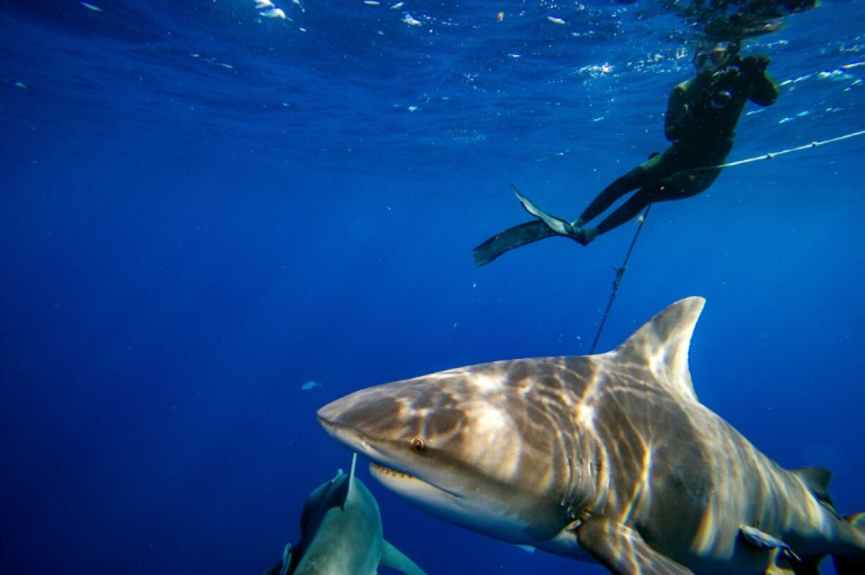 Shark attacks are rare in ocean-loving Australia, and most serious bites are from three species: bull sharks, great whites, and tiger sharks, according to a national data base