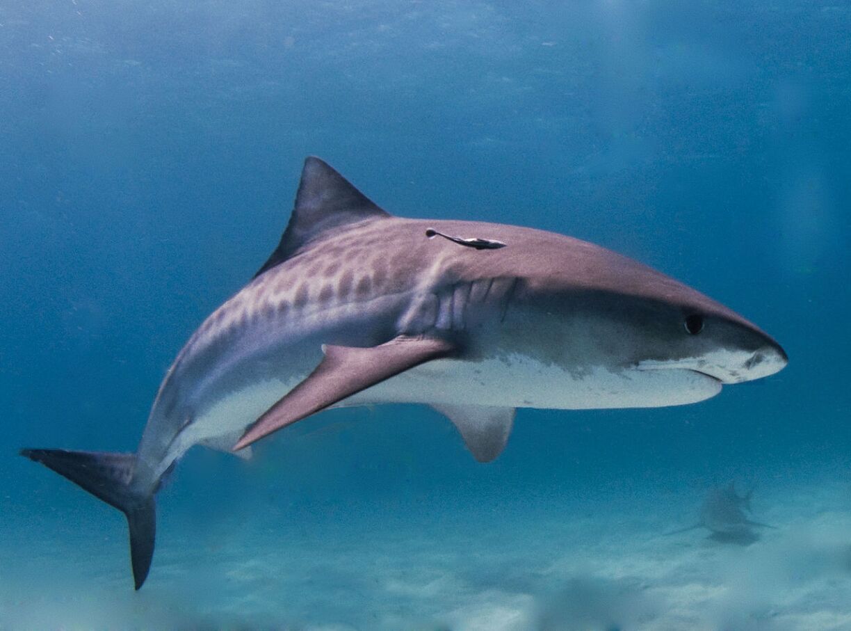 Tiger shark.