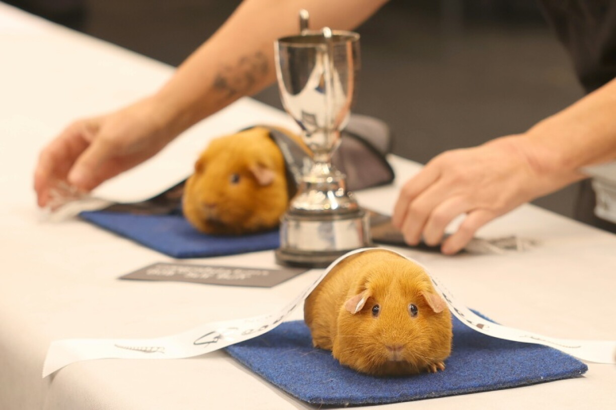 A prize-winning guinea pig is draped with a winner's ribbon