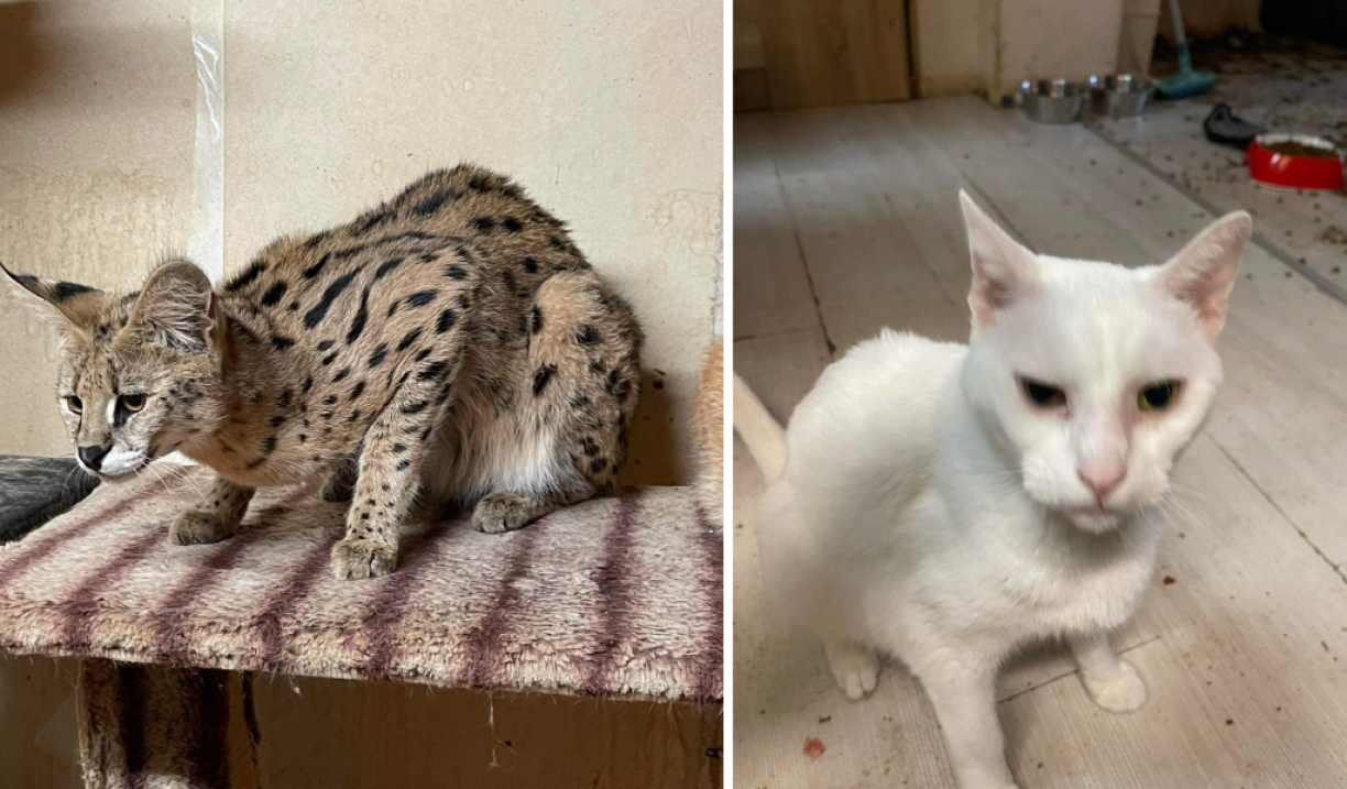 Un chat sauvage africain (serval) et un chat retrouvés dans la maison en question au Luxembourg
