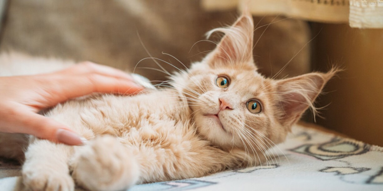 Les chats peuvent éprouver un profond chagrin et modifier leur comportement suite à la perte d'un compagnon animal.
