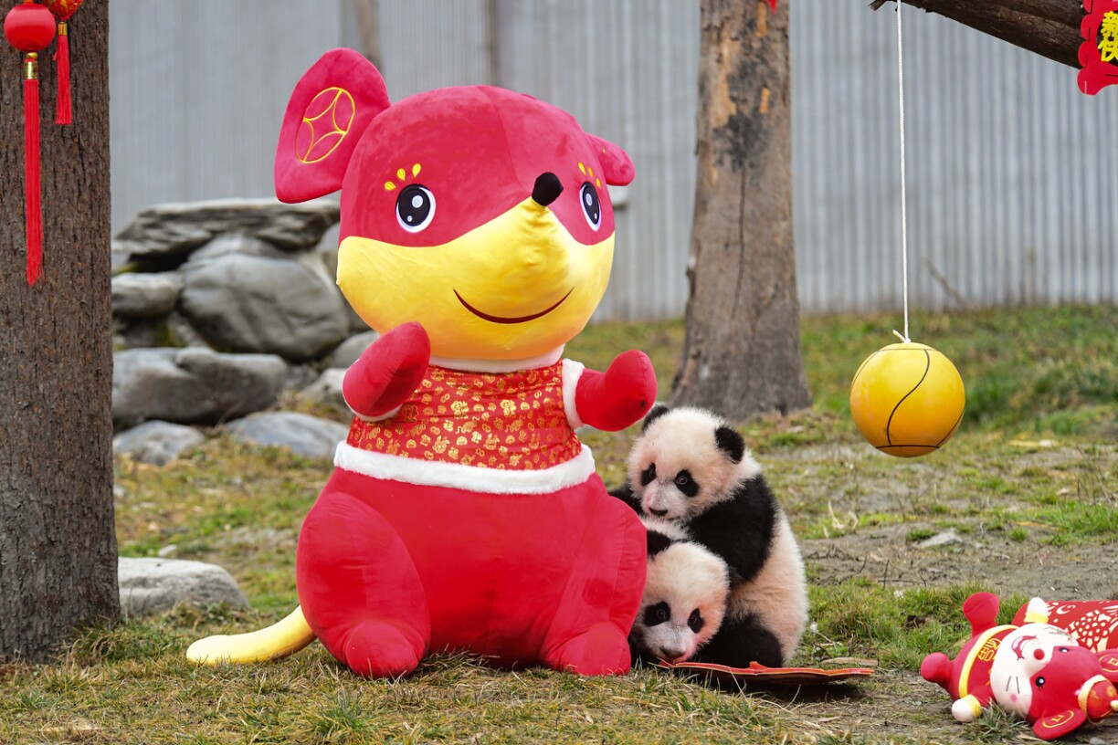 Nous entrons dans l'année du rat. Les déclinaisons de l'animal en peluches sont partout en Chine