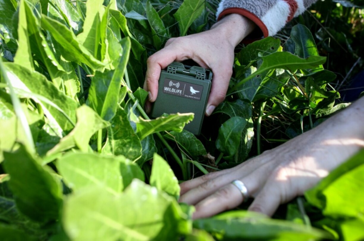 Ronayne places a recording monitor among the vegetation at Ballycotton beach, southern Ireland, to record birds songs, but paints a bleak picture of vanishing habitats