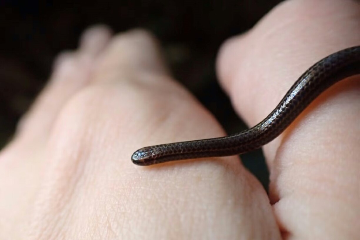The Barbados threadsnake (Tetracheilostoma carlae) was found hiding under a rock in central Barbados