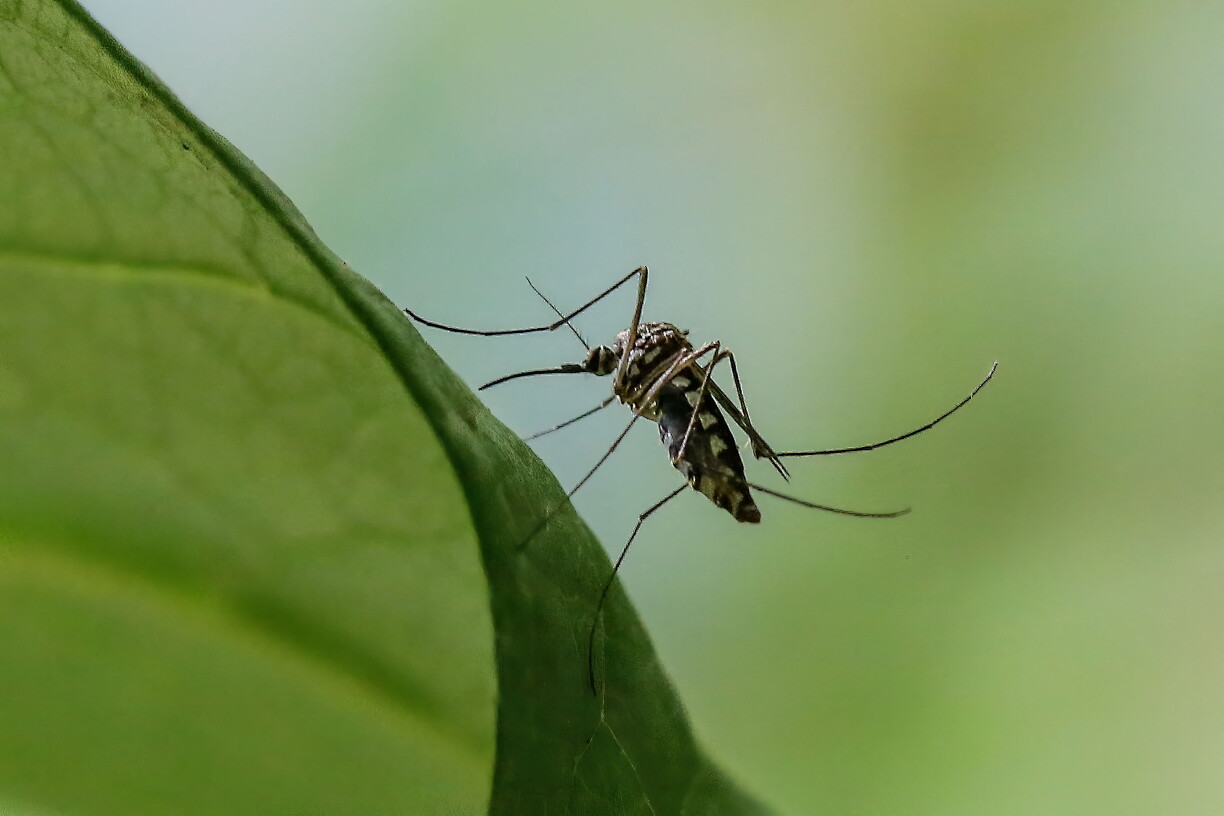 A mosquito, specifically an Asian tiger mosquito, lands on a leaf in a country garden in Sangju, South Korea, on 8 June 2026.